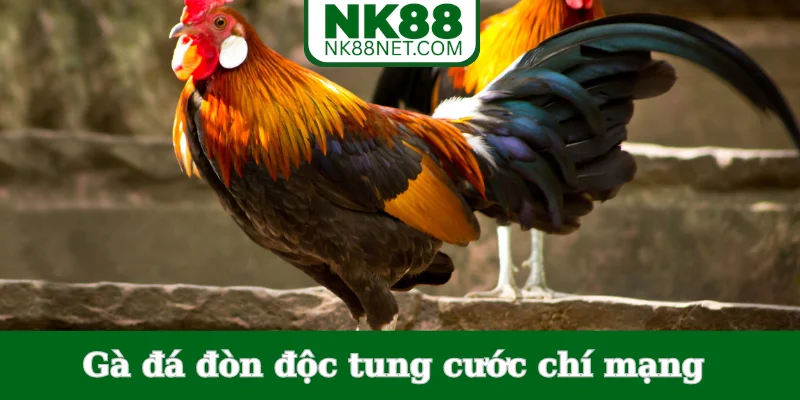 ga-da-don-doc-tung-cuoc-chi-mang