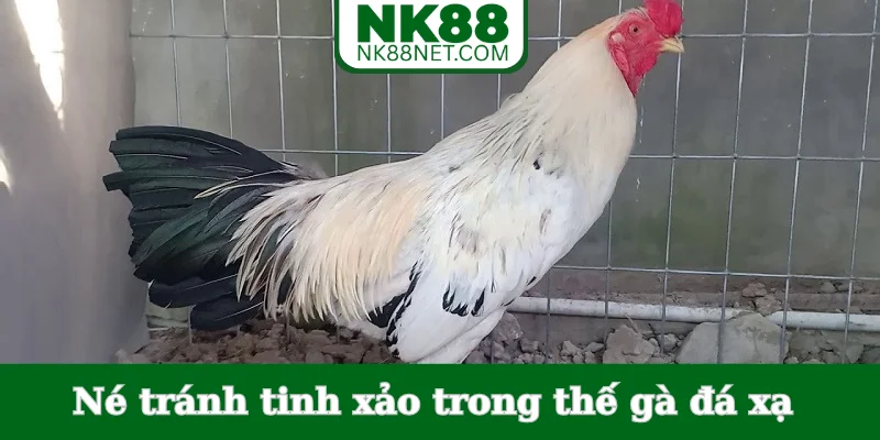 ne-tranh-tinh-xao-trong-the-ga-da-xa